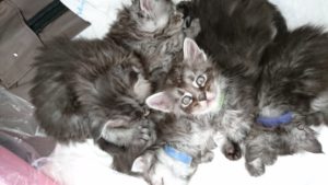 Maine Coons Chatons