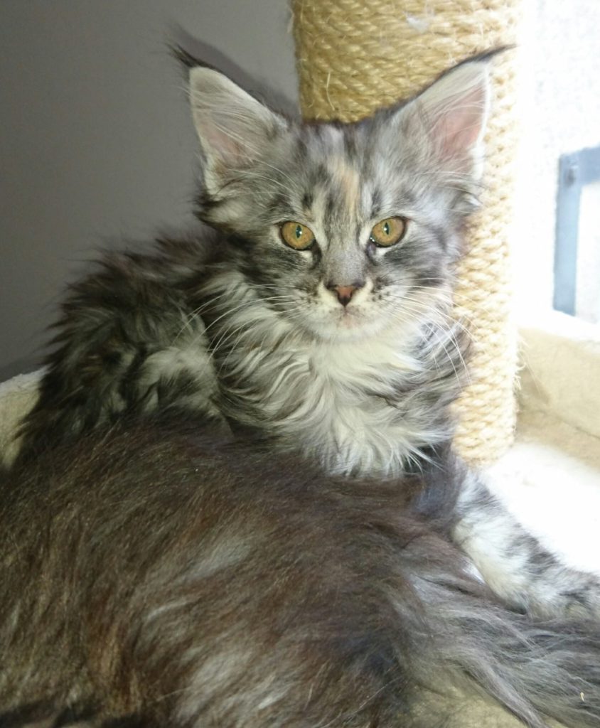 3 chatons Maine Coons