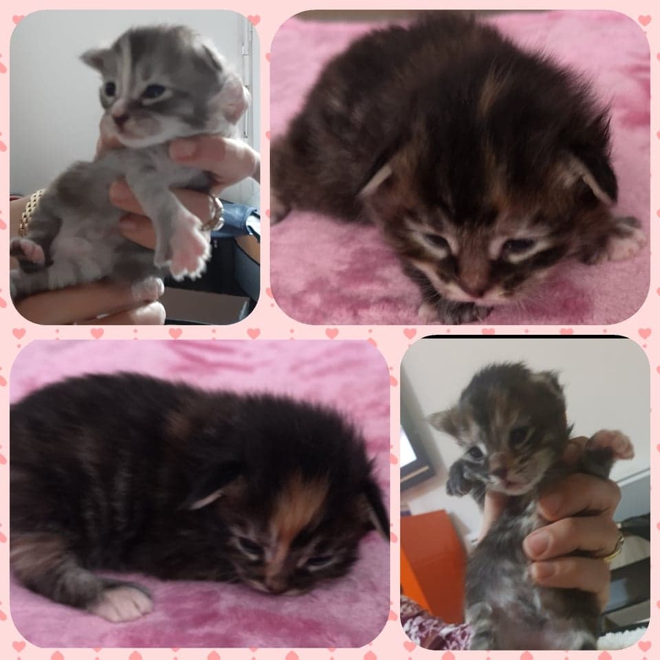 Maine coon chaton 2 semaines