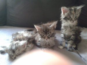 les 3 petits chatons Miss Chanel, Mowgli et Maybe