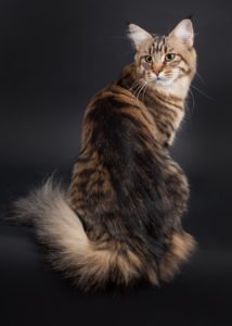 Femelle Maine Coon brown mackerel tabby
