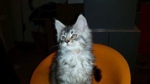 Maine Coon black silver