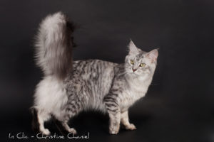 Maine coon black silver