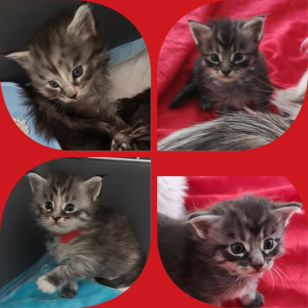 4 chatons Maine Coons