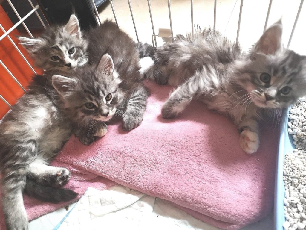 3 chatons Maine Coon