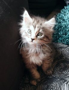 Chaton maine coon disponible