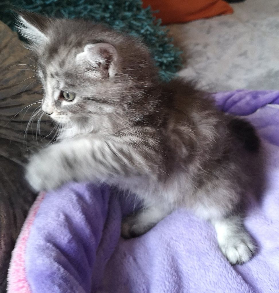 Chaton maine coon disponible