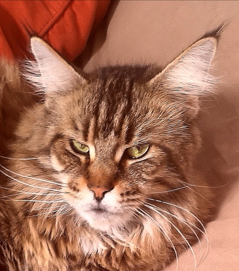 Maine Coon Brown