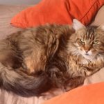 Maine Coon brown