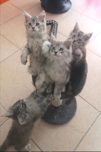 Chatons Maine Coon