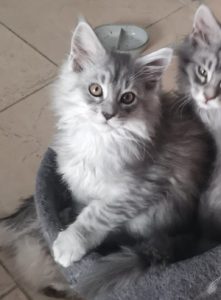 Chatons maine coon