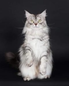 Maine coon High Black silver 