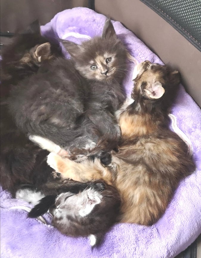 maine coon chatons