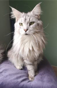 Maine coon high silver