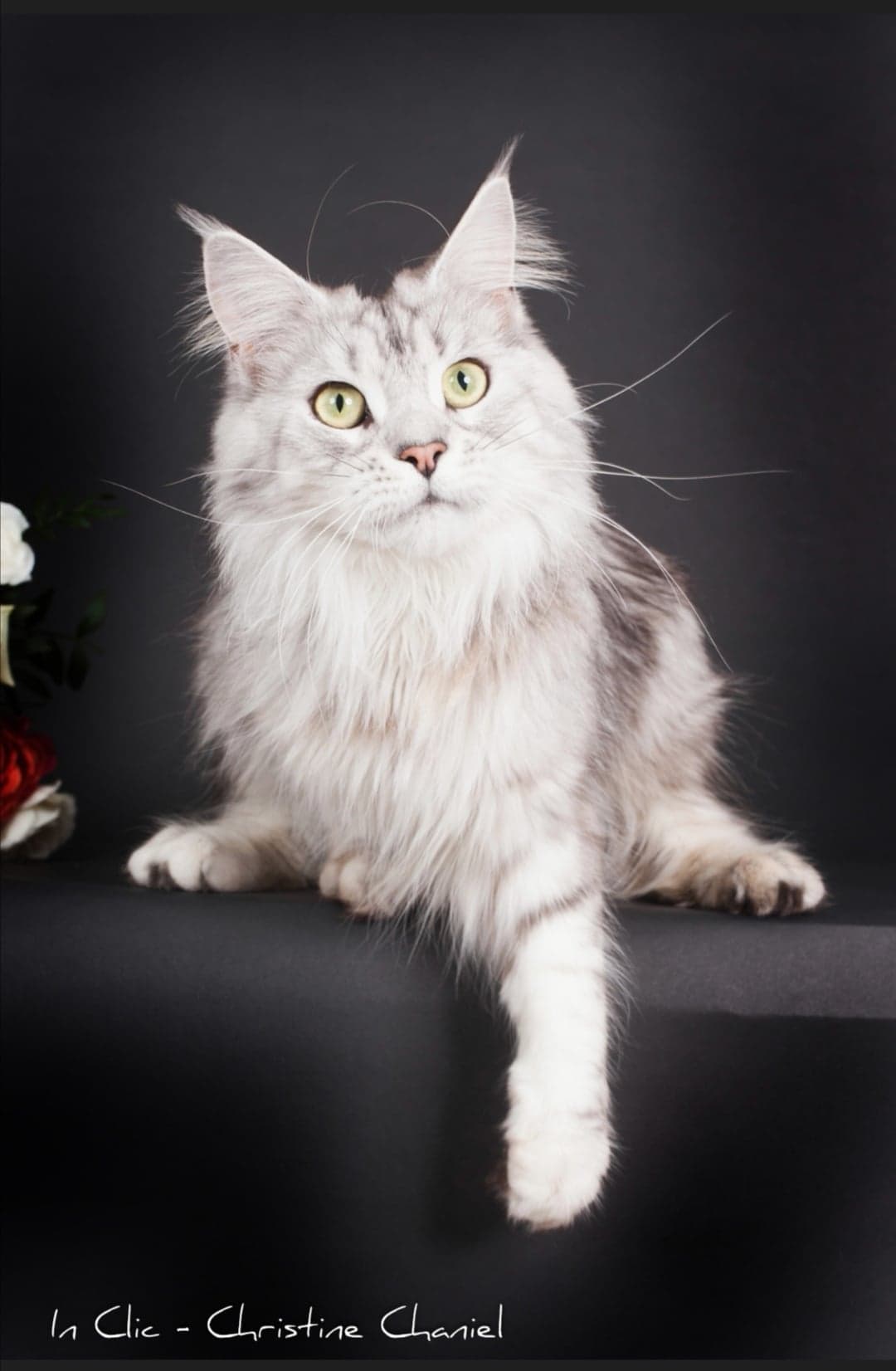 Maine coon high silver