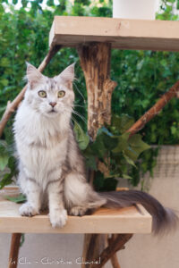 Maine coon porteuse de shaded