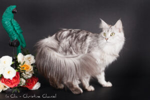 Maine coon black silver