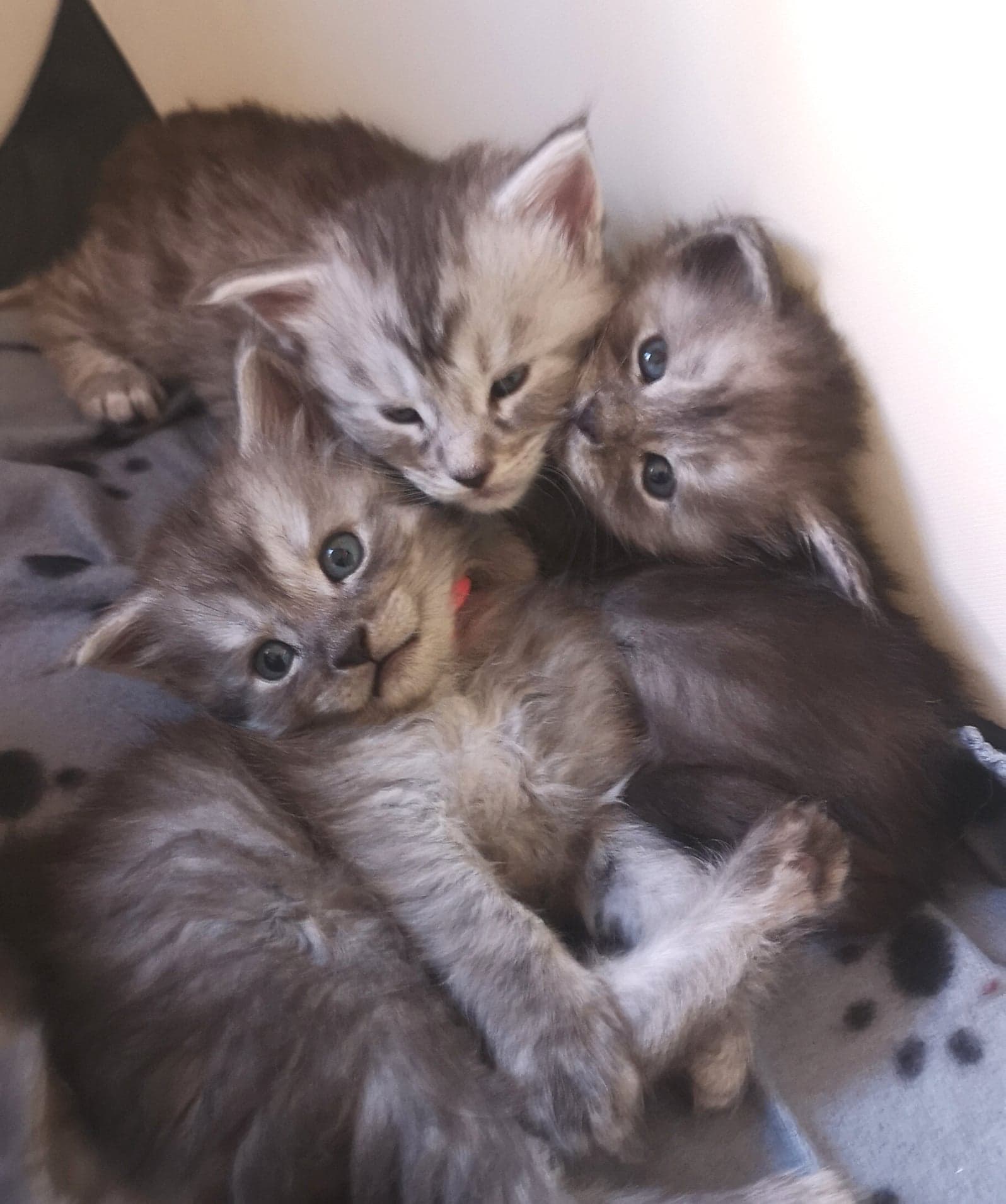 maine coon Chatons