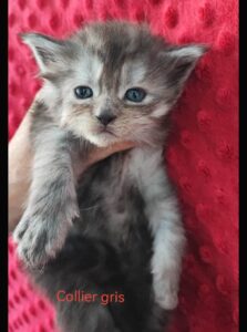 Chaton Maine coon disponibles
