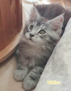 Chatons maine coon BLACK SILVER