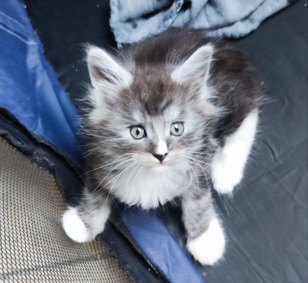 Chaton Mâle high silver