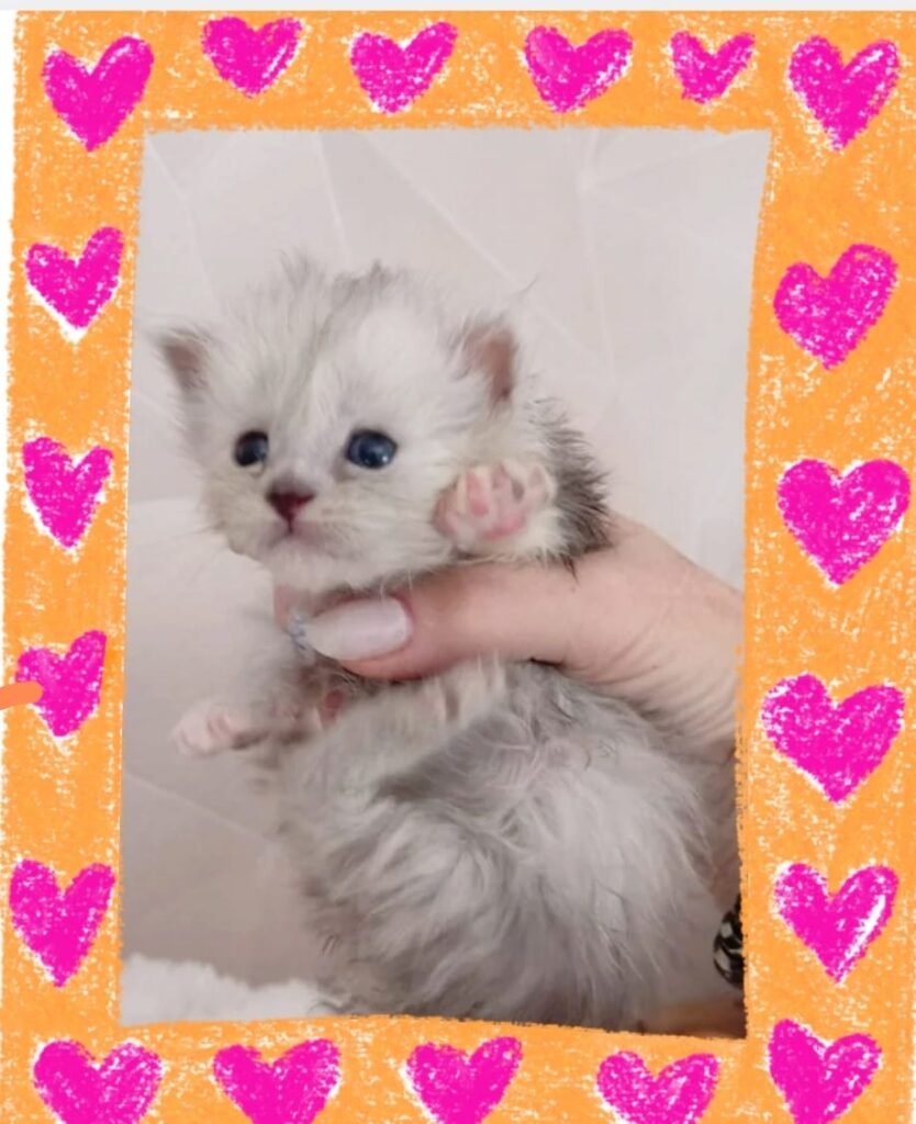 Chaton blue silver shaded