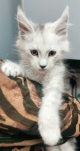 Chaton blue silver shaded