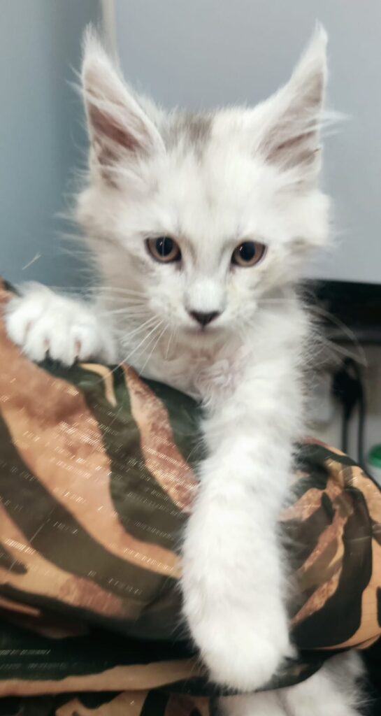 Chaton blue silver shaded