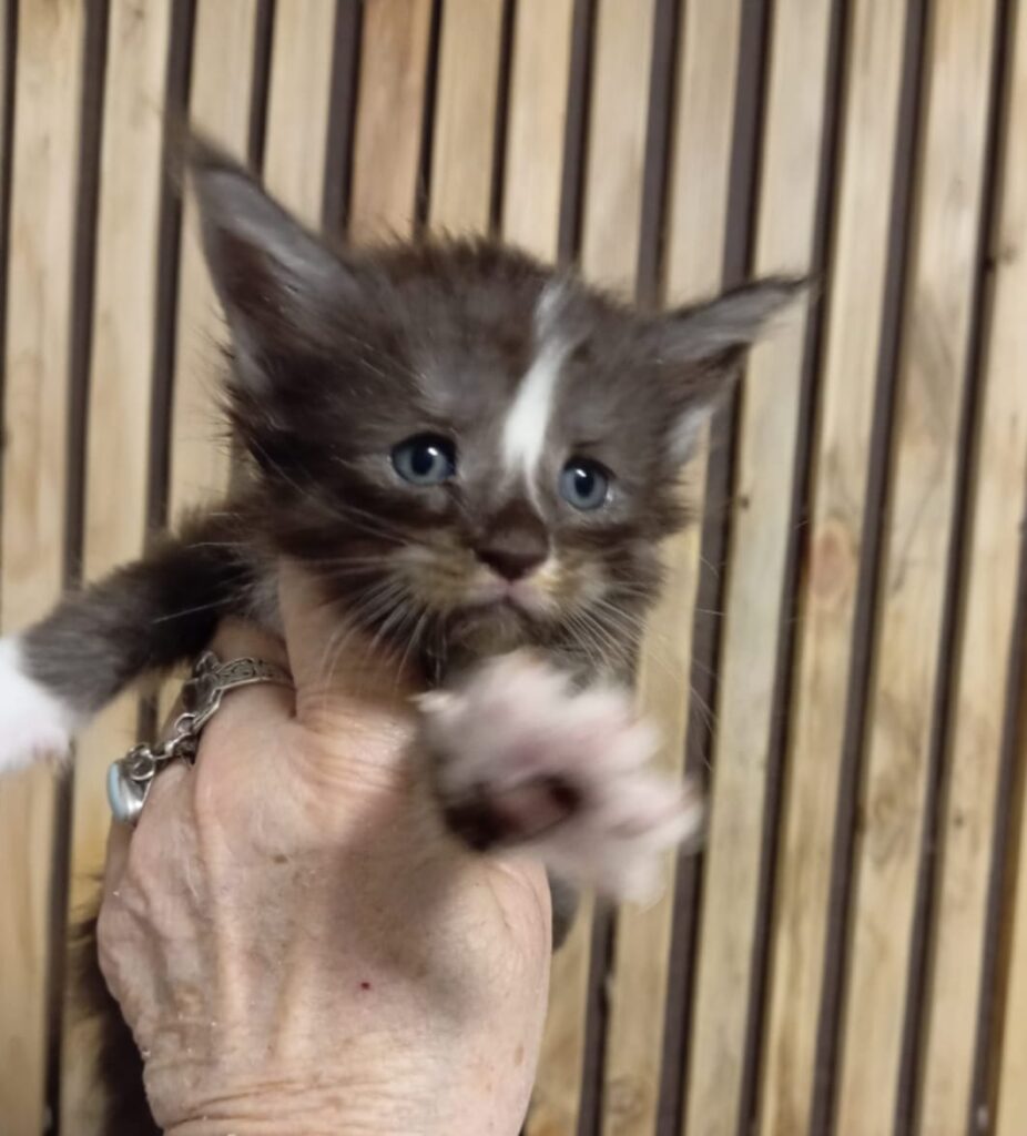 Chaton maine coon