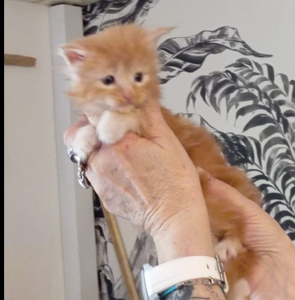 Chaton maine coon