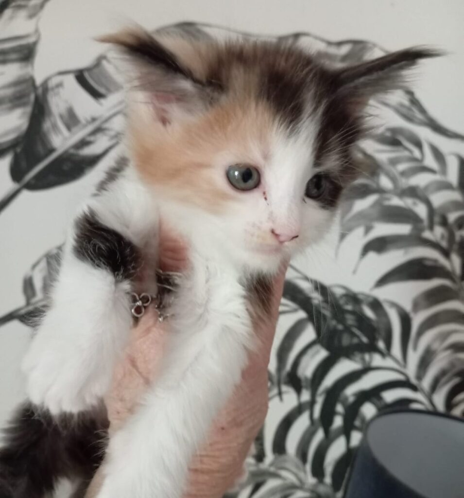 Chaton maine coon