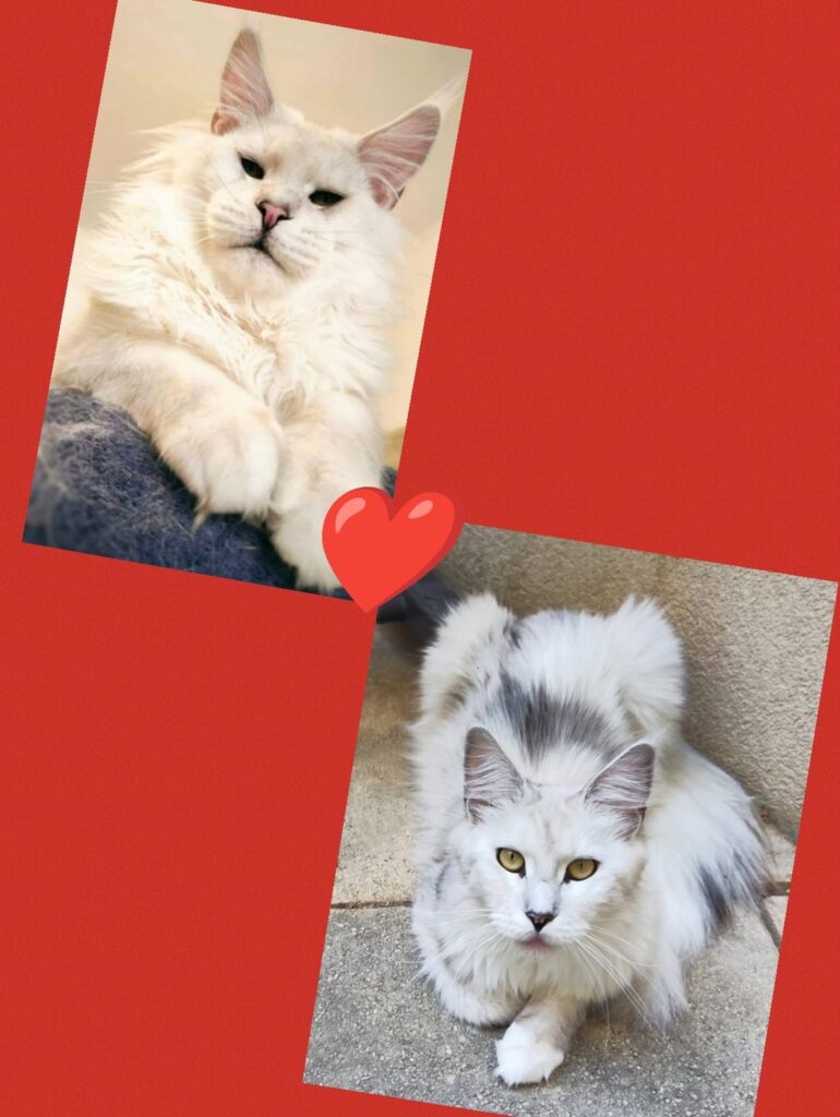 Chaton Maine coon 2025
