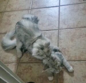 Reproduction Maine Coon