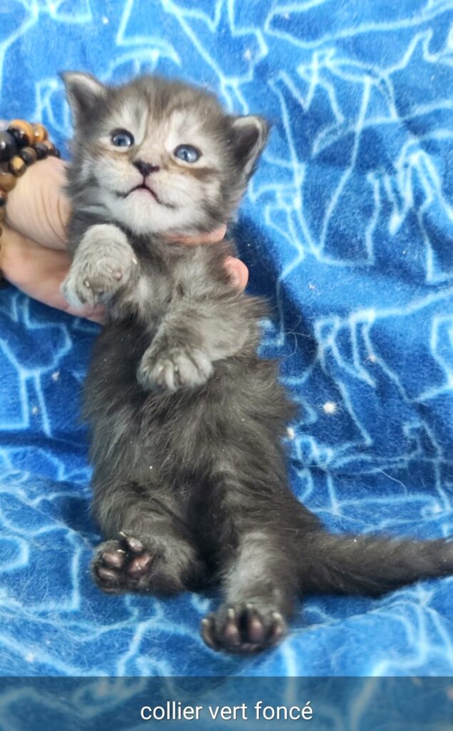 Chaton maine coon