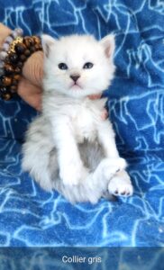 Chaton maine coon shaded