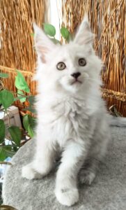 Chaton Maine coon disponible
